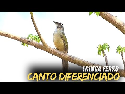 Trinca ferro cantando ao amanhecer um pássaro com canto diferenciado