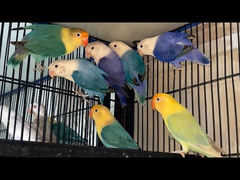 Lovebird Mutation Opaline Pale Fallow | Rare Breeding Guide & Expert Tips