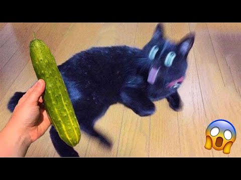 New Funny Dogs And Cats 2024 🐶😻 Funny Animal Reactions 😍 #274