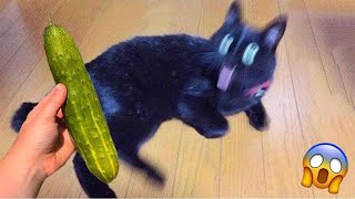 New Funny Dogs And Cats 2024 🐶😻 Funny Animal Reactions 😍 #274