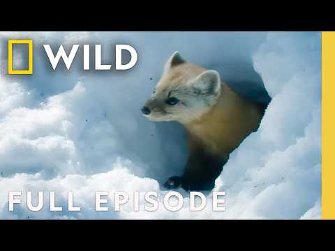 Wildlife in the Frozen Forest (Full Episode) | Wild Arctic | Nat Geo Animals