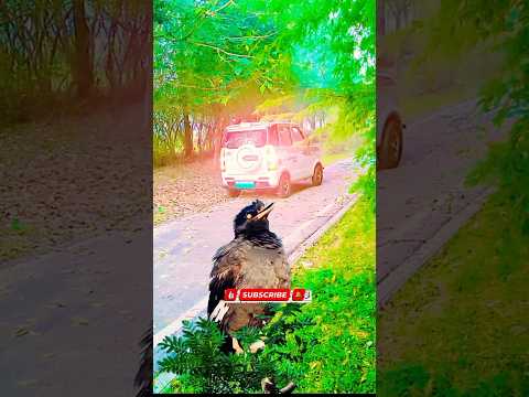 surah ikhlas Quran Tilawat #funny #fatiha #shorts #reels #viral