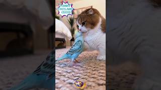 #shorts# funny cats and cute!!!🤣🤣🤣🐈#funny cats,funny,cats,cute cats,funny cat videos,funny cat#