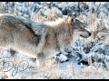 Understanding Wolves in Yellowstone
