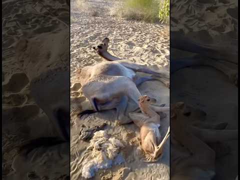 A camel sleeping on the sand gave birth to a baby. camel baby birth time video,camel by thar