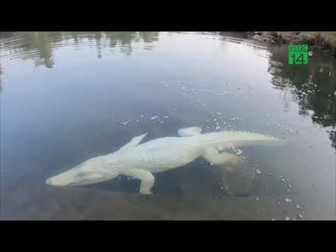Phẫn nộ nam thanh niên làm giả cá sấu bạch tạng để trêu người dân | VTC14