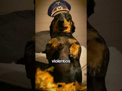 EL OSCURO SECRETO DEL PERRO SALCHICHA GORDO BACHICHA 🐕🌭  #perrosalchicha #datoscuriosos #sabiasque