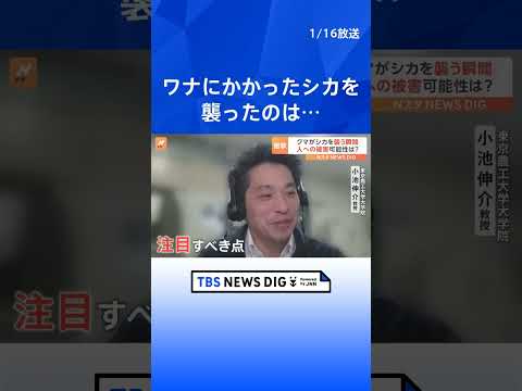 「すごいことを学習している」カメラが捉えたワナにかかったシカをクマが襲う瞬間… 遭遇したら襲われる可能性も｜TBS NEWS DIG #shorts