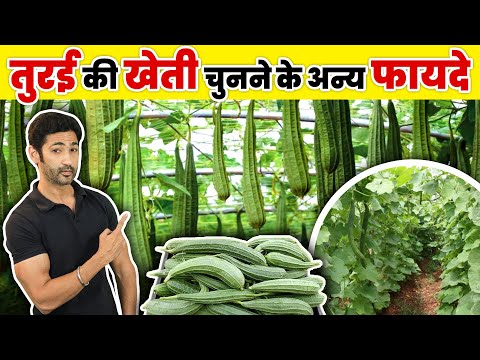 तुरई खेती की पूरी जानकारी से लाखों कमाएं | Step-by-Step Farming Guide in Hindi