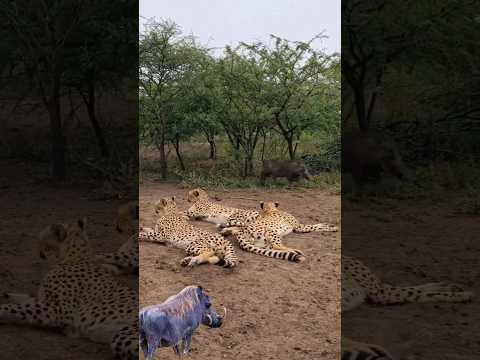 The warthog startles a group of cheetahs