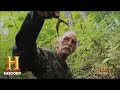 Ginseng Harvesting Challenges and Facts