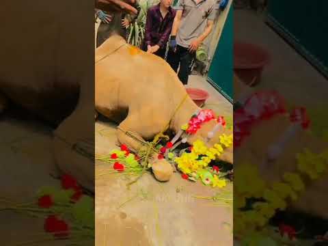 Parting scenes with the camel|#shortsvideo #camel #akfunn #animals