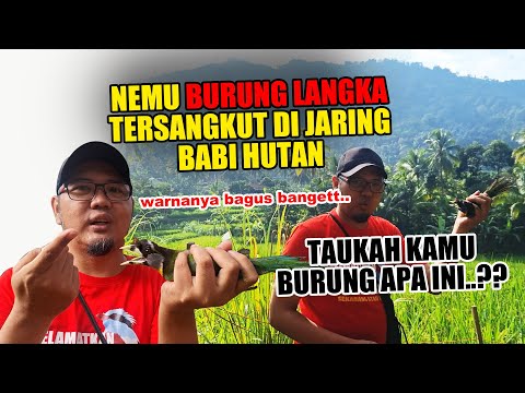 NEMU BURUNG LANGKA TERSANGKUT DI JARING BABI HUTAN, WARNANYA BAGUS BANGET, ADA YANG TAU BURUNG APA !