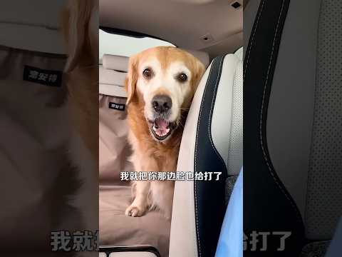Tobo aaj picnik par gya #goldenretriever #pets #funny #cutedog #cute #instapets #lovelypets #petfrie