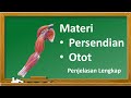 Fungsi dan Struktur Otot serta Sendi
