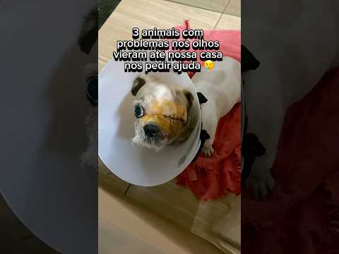 3 ANIMAIS COM PROBLEMAS NOS OLHOS VIERAM ATÉ NÓS NOS PEDIR AJUDA😢 #cachorro #cachorros #gatos #gato