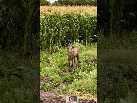Onça Rugindo miado pós chuva na Plantação!