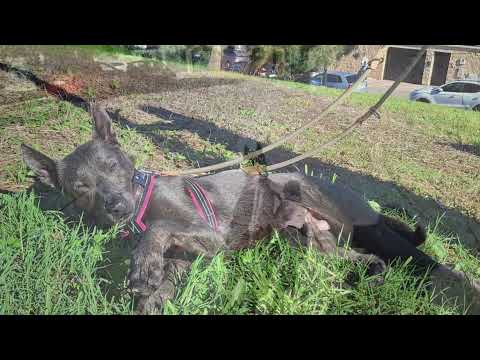 click to play the video