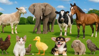 Cute Animal Moments:Cat, Cow, Dog, Elephant, Pig, Chicken, Duck, Rabbit, Goat, Horse – Animal Sounds