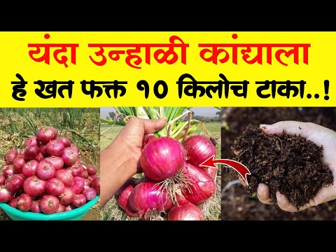 उन्हाळी कांद्याला हे खत 10 किलो टाकाच / Kanda sampurn khat vyavthapn | Krushimitra Vishal