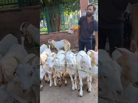 Desi barbari cross Bakre for sale Nimbu Park Bakra mandi#shorts