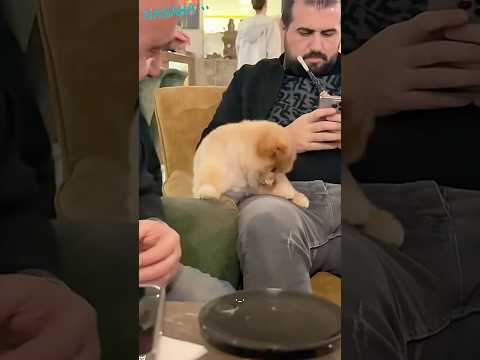 Dramatic Pomeranian 🤣🐶#funny #pets #funnypets #dog #petvideos #animals #usa