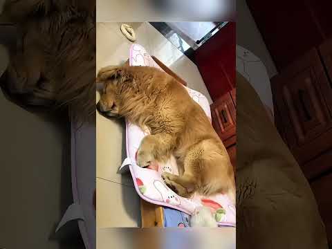 #funny #funnypets #cutemovement #petvideos