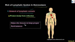 Role of Human Organs Systems In Homeostasis (Part i)
