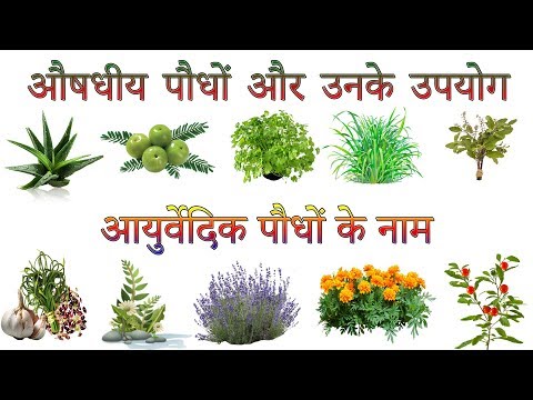 औषधीय पौधों और उनके उपयोग | Ayurvedic Plants Information In Hindi | आयुर्वेदिक पौधों के नाम