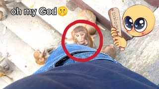 Monkey wala video bandar wala video bandar monkey Masti video 🤣😆😂 #monkeybaby #monkeycomedy #funny