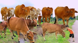 bài hát con bò - Em đi chăn bò - con bò - liên khúc về con bò - nhạc thiếu nhi