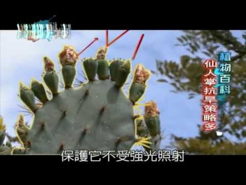 40. 抗旱專家仙人掌 - YouTube(1分鐘)