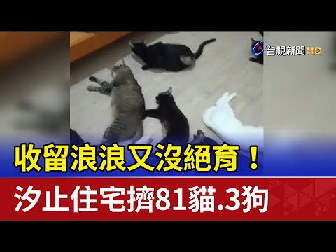 收留浪浪又沒絕育！ 汐止住宅擠81貓.3狗