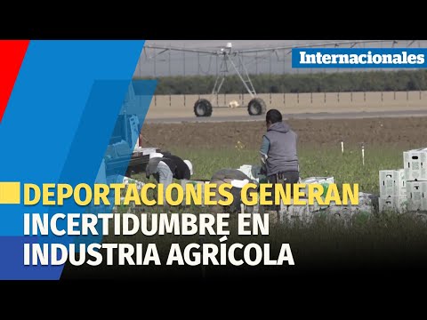 Deportaciones generan incertidumbre en industria agrícola de California