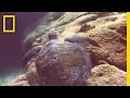 Turtle Excluder Device and Conservation