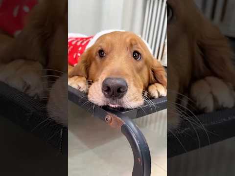 Sevimli Köpek Yakalanmayacağını Düşündü 🐶❤️