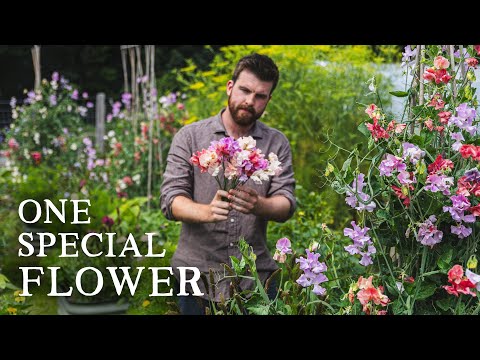 An Ode To Sweet Peas | Growing, Arranging & Appreciating