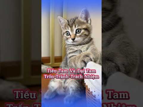 ❌ Tiểu Tam Và Đại Tam Trốn Tránh Trách Nhiệm Trông Con #MèoÚỚ #ChóMèo #ThúCưngLầyLội #ChóMèoDrama