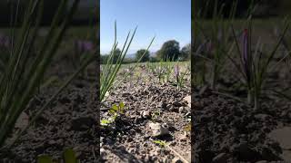 Safran Çiçekleri #safran #saffron #saffronharvest #safrancicegi