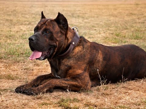 Os principais motivos para ter um cachorro dogue Canário