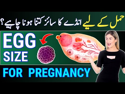 When Trying To Conceive You Must Know Your Eggs are Healthy or Not |Egg Size And Pregnancy |dr tahir