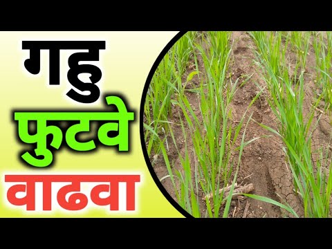 गहु फुटवे वाढवण्यासाठी फक्त हे करा. wheat many Branches