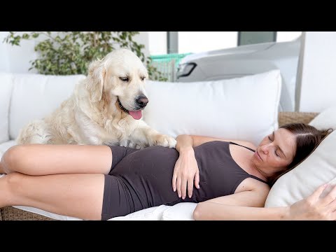 Golden Retriever Wants to Nap With Pregnant Mom 🥹💤