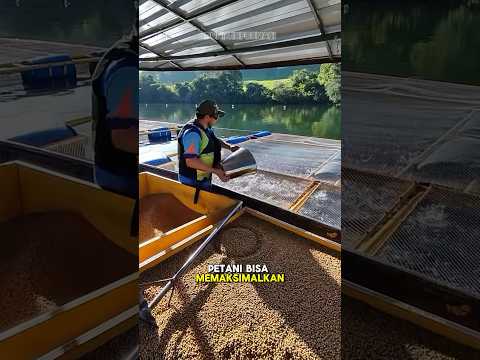 Floating Cage Farming: Sustainable Fish Production in Natural Waters😍 #farmer #shorts #fishing