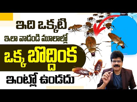 ఈ టిప్స్‌ తో బొద్దింకలు ఇంటి నుంచి పారిపోతాయ్‌! Natural Ways to Get Rid of Cockroaches Permanently