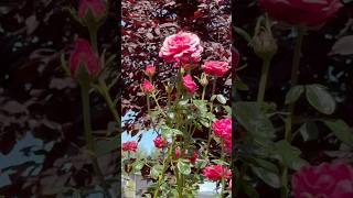 Monday Roses #listenwell #roses