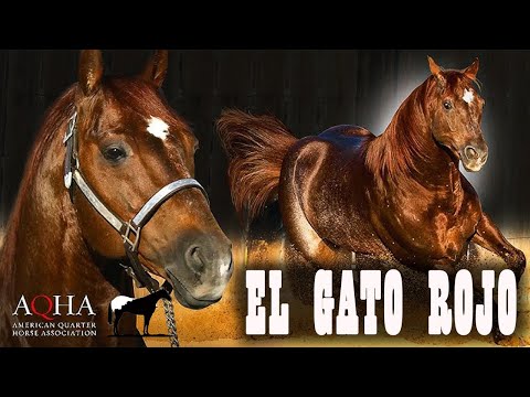 El Mejor Caballo Para Ganado "High Brow Cat" 🐴-Del Cerro Soy