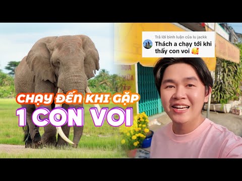 [FULL] Thử Thách: Chạy Đến Khi Gặp Một Con Voi