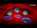 Immune System Function and Response