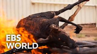 [ENG SUB] Aboriginal Kangaroo Roast A 50000 Year Old Tradition In Australia #PICKDOCU